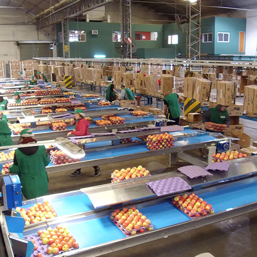 Apple and pear processing lines