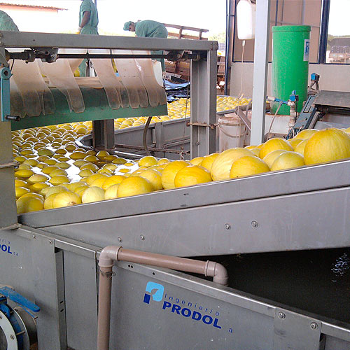 Mango and cantaloupe processing line